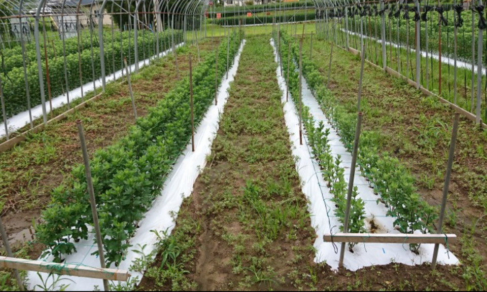 鉢の植え替え写真